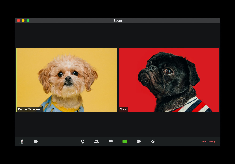 In einem Videokonferenzraum sind zwei Teilnehmende zu sehen. Ein kleiner beiger Hund vor gelber Wand, und eine französische Bulldogge vor einem roten Hintergrund.