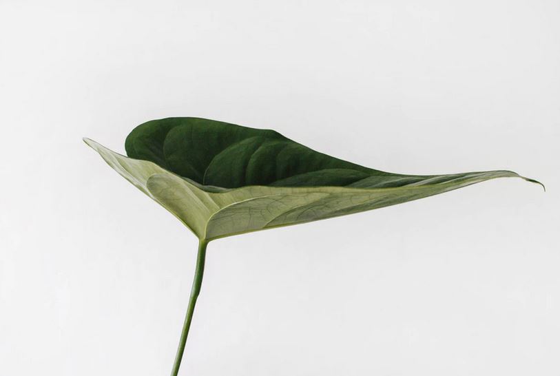 ein einzelnes grünes blatt