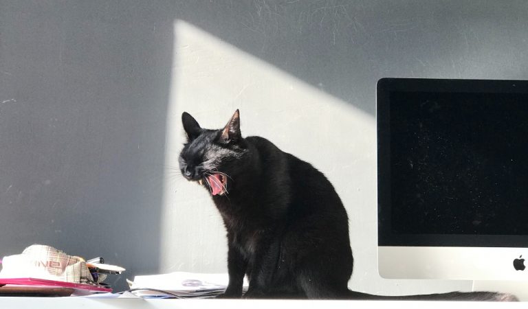 Eine schwarze Katze sitzt neben einem Apple-Bildschirm und gähnt - hat sie eine langweilige Webseite besucht?
